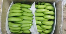 Produkt: Cavendish Banana Pulp To Tip Długość: 18 do