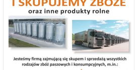 Sprzedam zboża paszowe i konsumpcyjne: pszenicę, pszenżyto, jęczmień, kukurydzę.