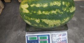 Świeży, ładny, soczysty arbuz, 12+ kg, odbiór w Grójcu.