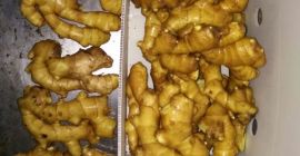 1. Waga: 100 g do 150 g, 200 g