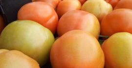 z przyjemnością oferujemy świeże pomidory (wiśniowe, śliwkowe, wiśniowe) pakowane