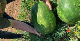 Arbuz ilości tirowe. Kaliber 4-8, Kaliber 10+. Towar prosto