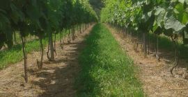 Prowadze zapisy na winogrona przerobowe odmian: Solaris, Muscaris, Regent,