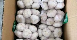 Szybkie szczegóły Typ: Czosnek Rodzaj produktu: Liliaceous Vegetabless Styl:
