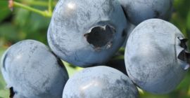 Sprzedam owoce borówki amerykańskiej z własnej, ekologicznej plantacji oddalonej