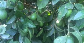 Sprzedam cytryny w cenie hurtowej Doskonała jakość Cena bez