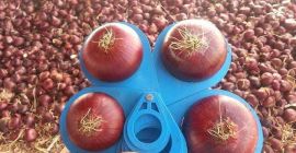 Do sprzedania żółta cebula w cenie 2,10 za kg.