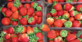 Truskawka, 500 g, I klasa, ładna, świeża, polska, odbiór