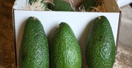 Nasza firma jest głównym dostawcą produktów rolnych z RPA,