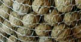 Orzechy włoskie z własnego ogrodu. Około 300 kg.