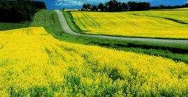 ACS Active Plant. AKTYWATOR PRAWIDŁOWEGO ROZWOJU ROŚLIN. Innowacyjny Koncentrat