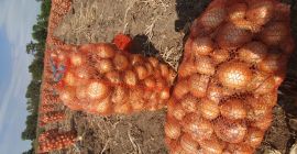 Nasza firma Amiks -food Sp.zo.o. jest jednym największych importerów