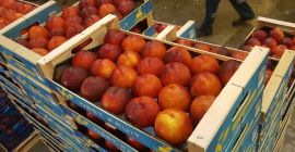 Firma Fia Gogot Fruit w Grecji Salonik oferuje najwyższą