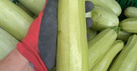 Kabaczek I cukinia duże ilości