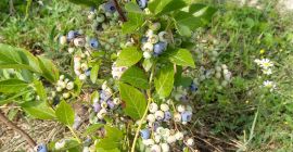 Posiadam na sprzedaż słodkie i świeże owoce borówki amerykańskiej