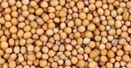 MUSTARD Rodzaj produktu: Pojedyncze zioła i przyprawy Styl: Świeży