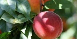 Sprzedam POLSKIE, świeże i dorodne owoce brzoskwini deserowej odmiany