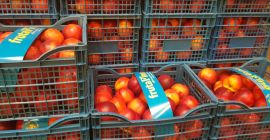 Fia Gogot Fruit oferuje świeże nektaryny i brzoskwinie z