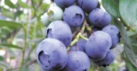 SPRZEDAM BORÓWKĘ AMERYKANSKĄ Z WŁASNEJ HODOWLI
