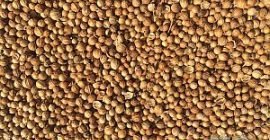 Prodavam kolendra w ziarnach Pochodzenie towaru Bułgaria Dostępna ilość