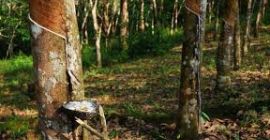 Jako jeden z najwyższych producentów kauczuku naturalnego w Afryce