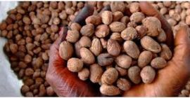 Jesteśmy obecnie u szczytu naszych zbiorów Shea. W ten