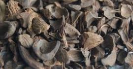 Jesteśmy obecnie u szczytu zbiorów naszych orzechów palmowych. W