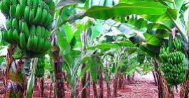 Jesteśmy obecnie u szczytu naszych zbiorów bananów. W ten