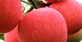 Najwyższej jakości Czerwony Świeży Fuji Apple Dostępny w dostawie.