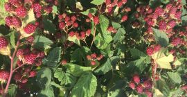 Sprzedam owoce jeżyny Thornfree.Duży owoc