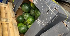 Witam, sprzedam arbuzy, kraj pochodzenia Węgry