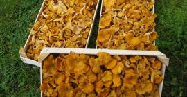 Sprzedam kurkę świeżą od 1000 kg