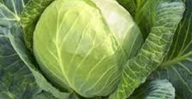 Świeża zielona kapusta Rozmiar: 500-1000 g, 1000-1500 g, 1500-2000