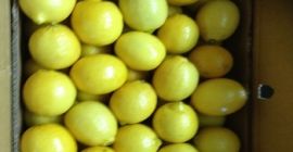 Świeża cytryna na sprzedaż Whatsapp +1 804 742 2957