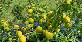 Jesteśmy rolnikami z Łotwy z ponad 20-letnim doświadczeniem. Pigwa