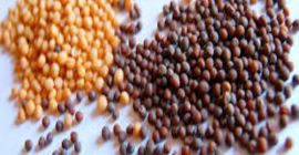 Najlepiej sprzedające się nasiona gorczycy białej / czarno-żółtej niska