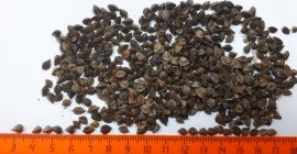 Import gryki, duże ilości, Zanieczyszczenia do 3%, wilgotność do
