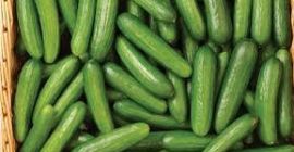 Specyfikacje świeżego ogórka Z USA ETAP 1 SGS Certyfikat