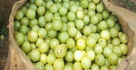 Nazwa produktu: Wiarygodna cena Produkt jagodowy IQF Mrożony świeży