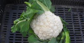 Młode kalafiory (sierpień 2019 r.) Oferta na sprzedaż Młode