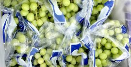 Świeże winogrona bez nasion na sprzedaż. Skontaktuj się z