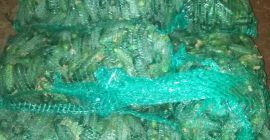 Sprzedam ogórka odmiana Atomic i Monisia mam też Kolke