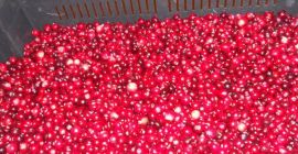 Mam do zaoferowania czystą,ekologiczną dziko rosnącą żurawinę bagienną. Pochodzenie