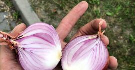 Na sprzedaż czerowna cebula import Kaliber 5+ Worki 25