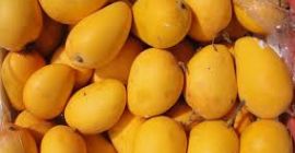 Świeże egipskie mango jest jednym z najbardziej bogatych w