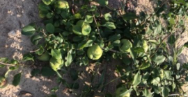 Dzień dobry. Mam do zaoferowania owoc pigwowca japońskiego. Uprawa