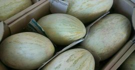 Sprzedam melony, torpedowe. Rozmiar: 2,5-5 kg Warunki dostawy: FCA,