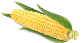 Sprzedam dużą ilość kukurydzy cukrowej super słodkiej.