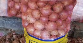 Czerwona i żółta francuska cebula dostępna w dobrej i