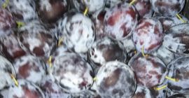 Sprzedam piękna gruba sliwke wegierke dabrawicka śliwkazerwana chłodzony w